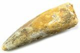 Fossil Spinosaurus Tooth - Real Fossil Tooth #357696-1